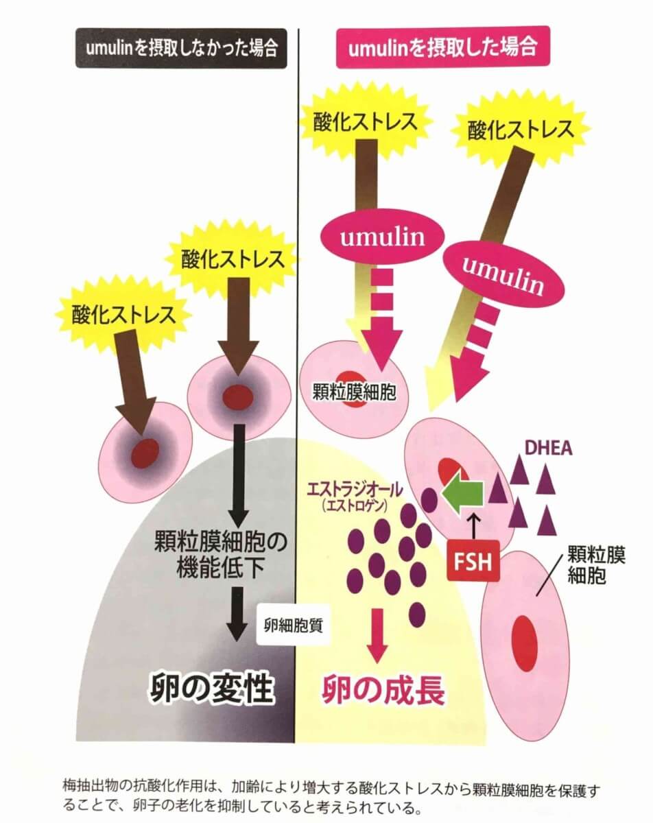 ウムリン 効果