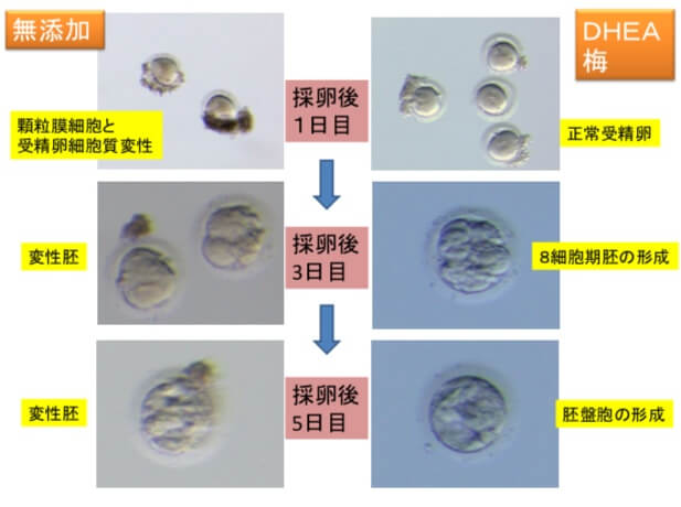 ウムリン 受精卵の様子